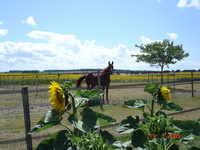 le calme et le confort pour vous et votre cheval